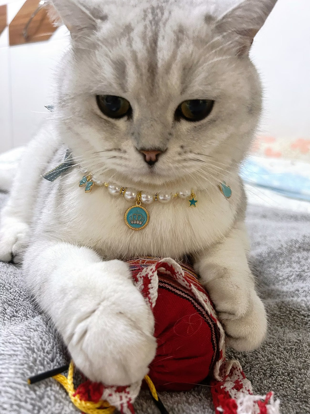 Pet wearing a green velvet jewel collar