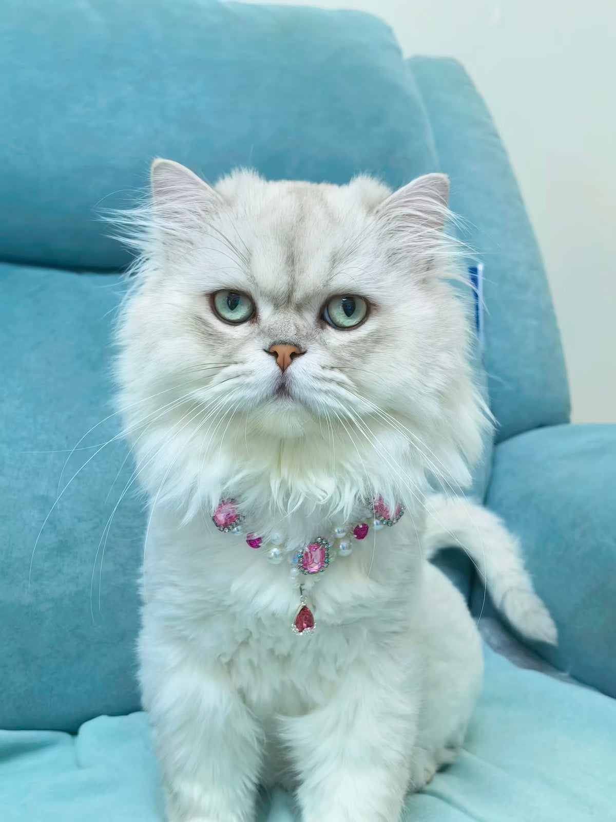 Pet accessory with a blue heart detail