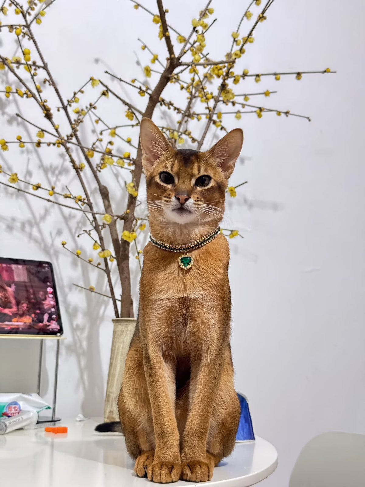 Pet wearing a pearl jewel necklace