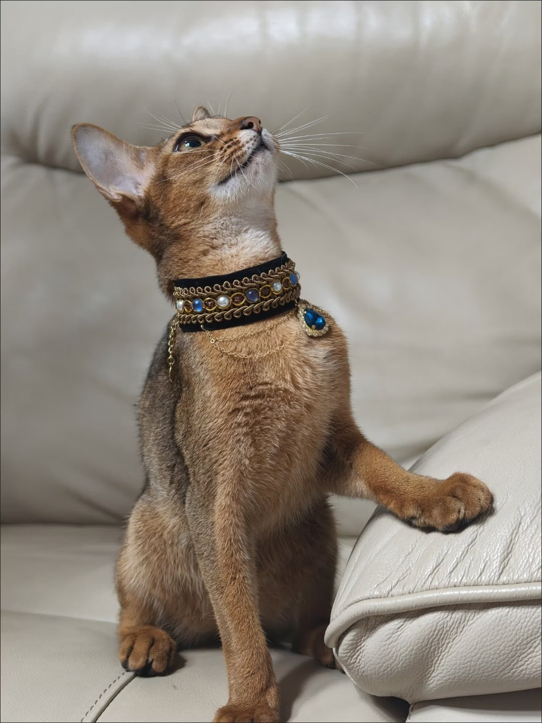 Pet styled with celestial jewelry